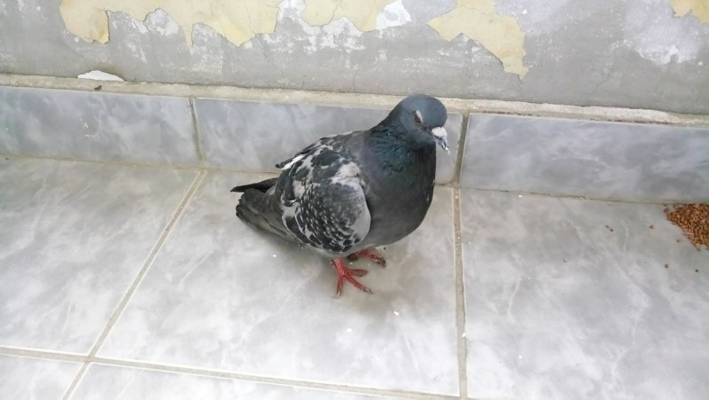 Курящий голубь
