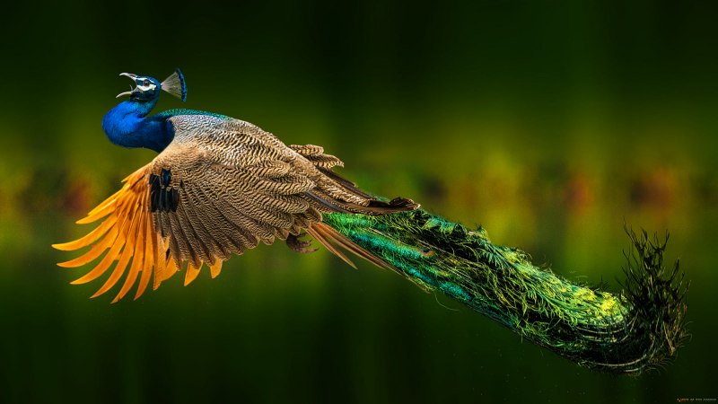 Pride Bird