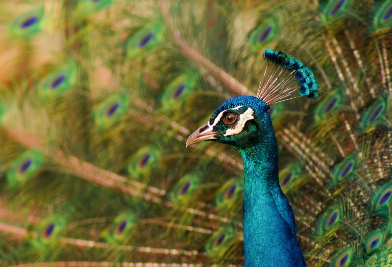 Peacock segment