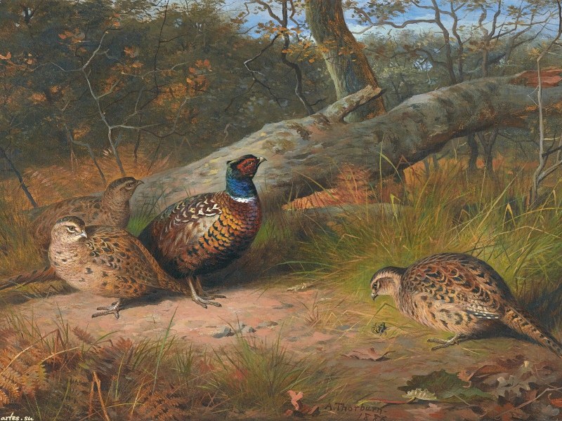 Арчибальд Торберн (Archibald Thorburn 1860 - 1935 г.г.)