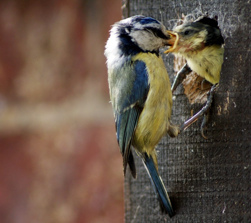 Sylvia atricapilla Nest