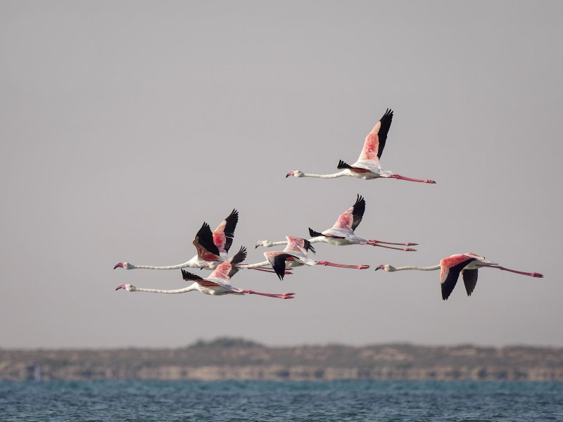 Don Flamingo HD