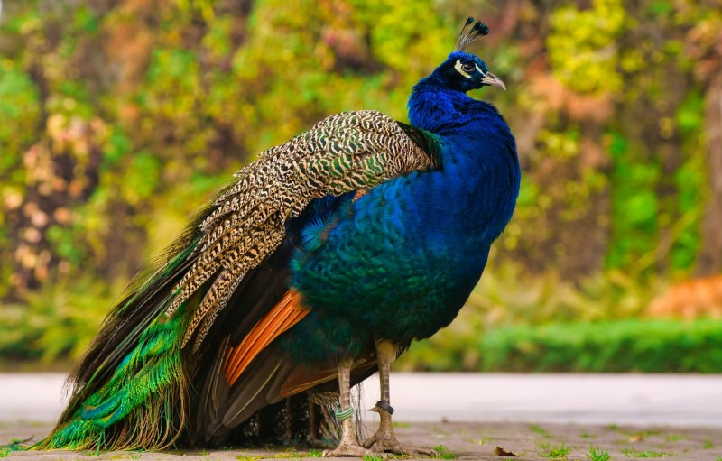 Чарона Peacock Blue