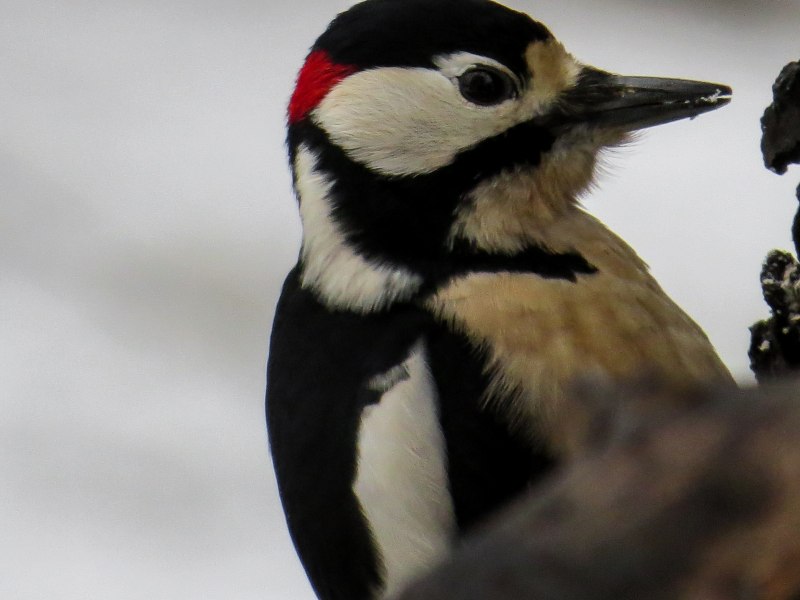 Vanessa Woodpecker