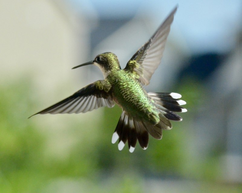 Колибри trochilidae