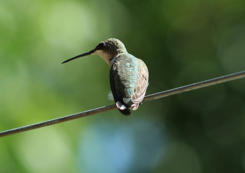 Long-billed Hermit Phaethornis longirostris
