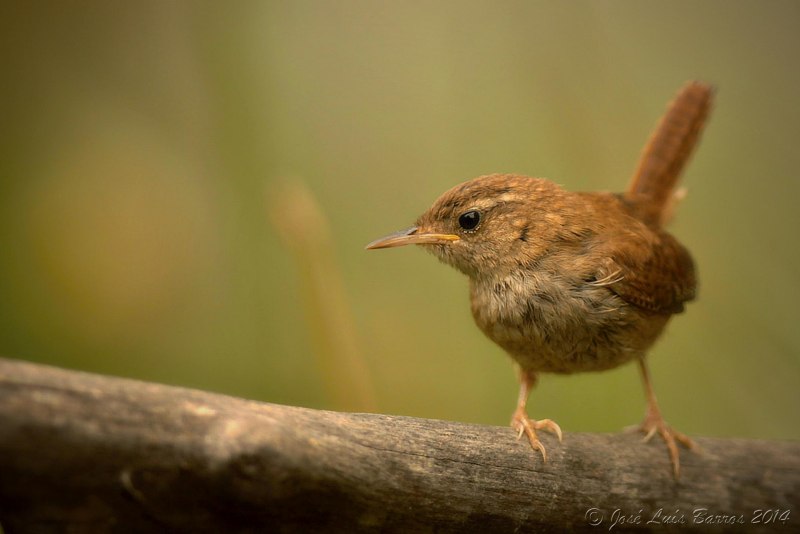 Luscinia Luscinia