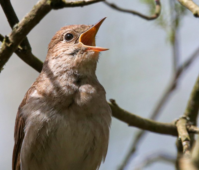 The Thrush Nightingale (Luscinia Luscinia)