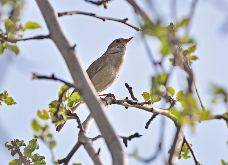 Robin Redbreast птица
