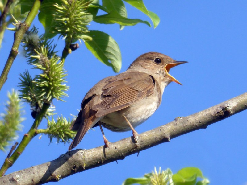 Luscinia megarhynchos