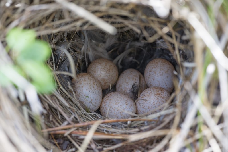 Wood Pigeon chicks