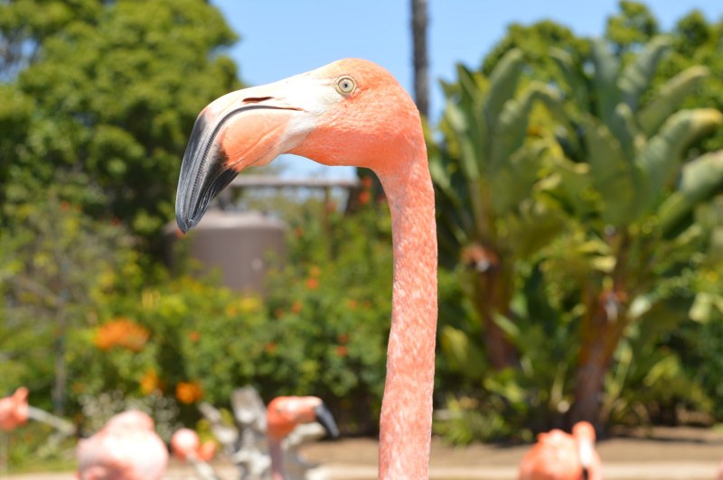 Flamingo stop