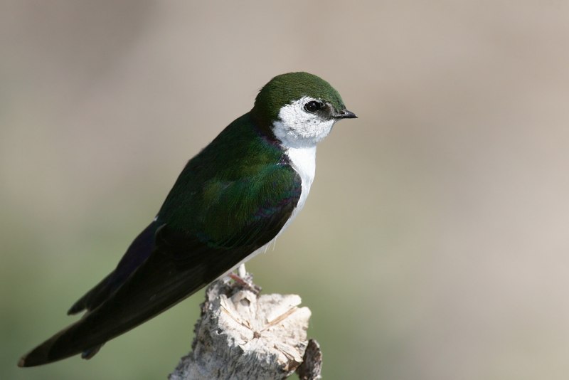 Tachycineta albilinea