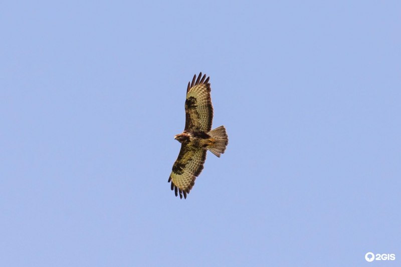 Почтовая марка Buteo Buteo канюк