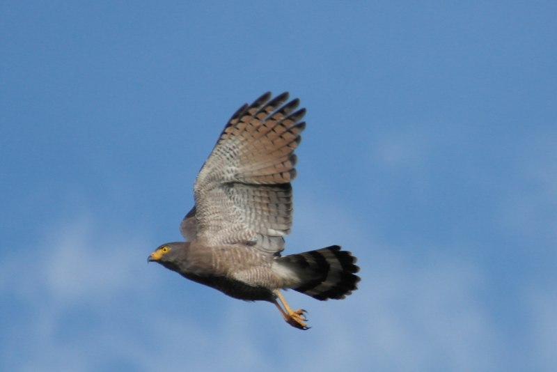 Steppe Buzzard