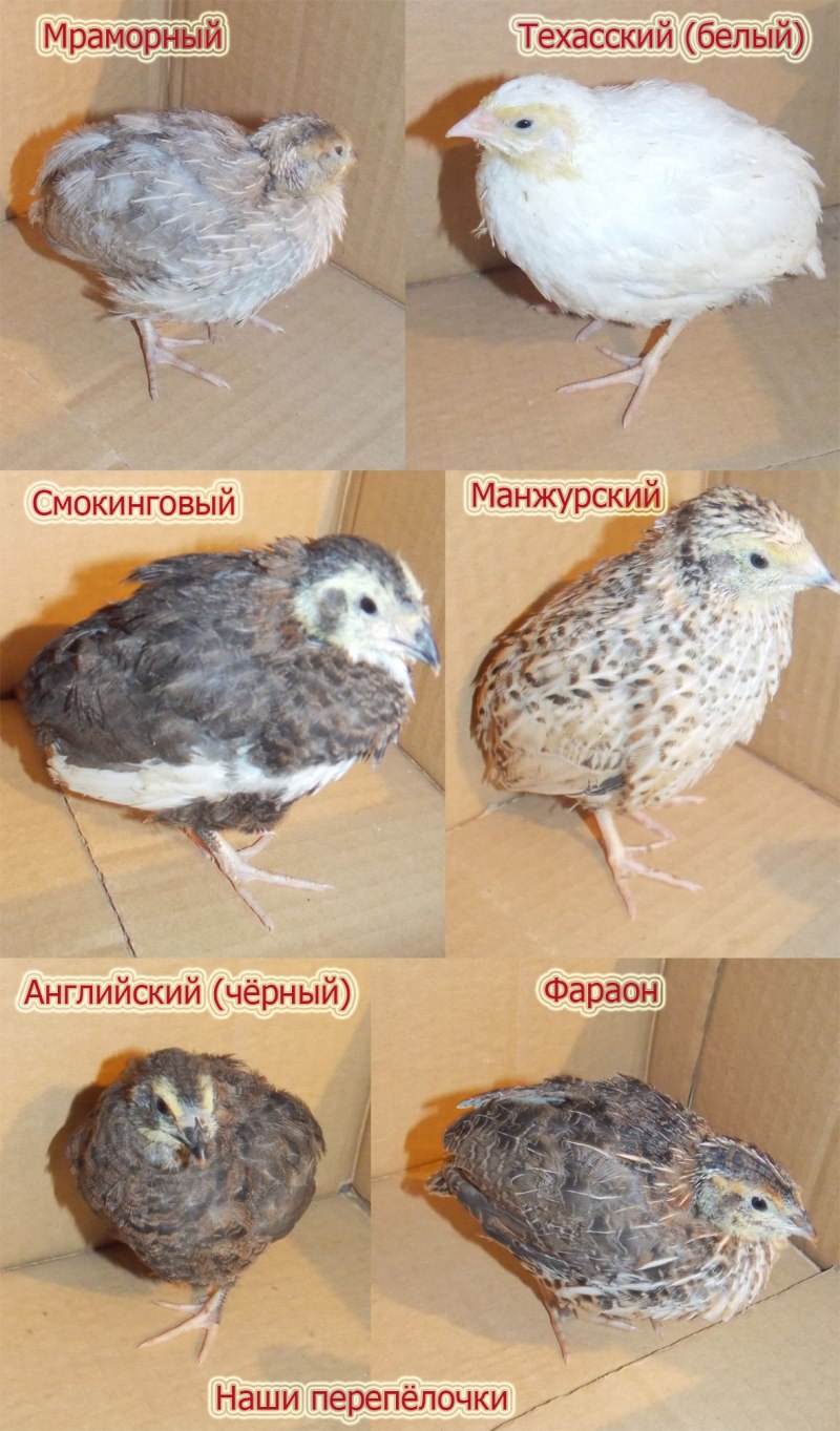 Перепела японской породы
