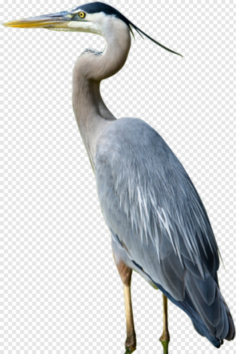 Спящий журавль