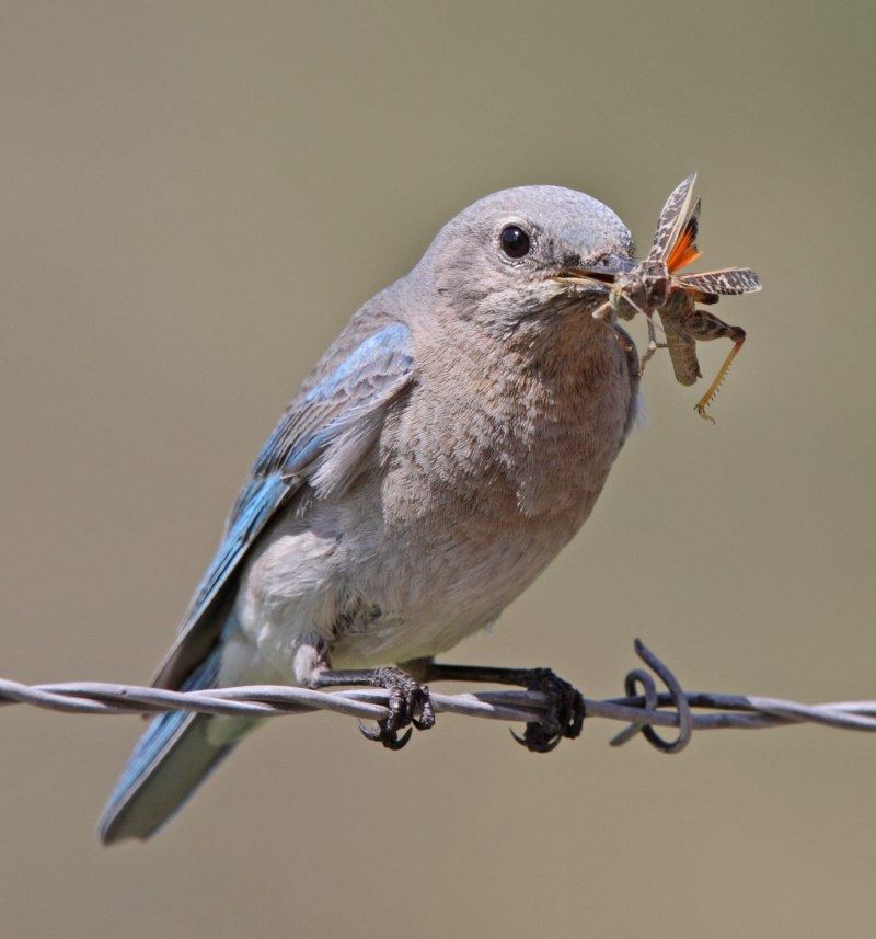 Birds eating