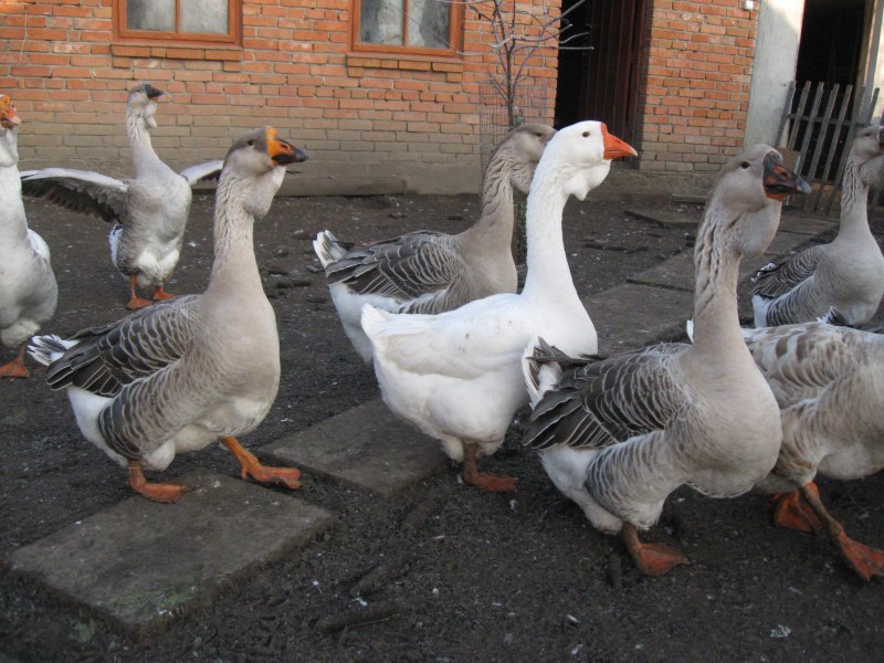 Губернаторские гуси