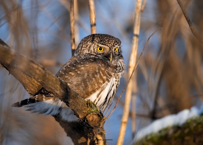 Glaucidium castanopterum