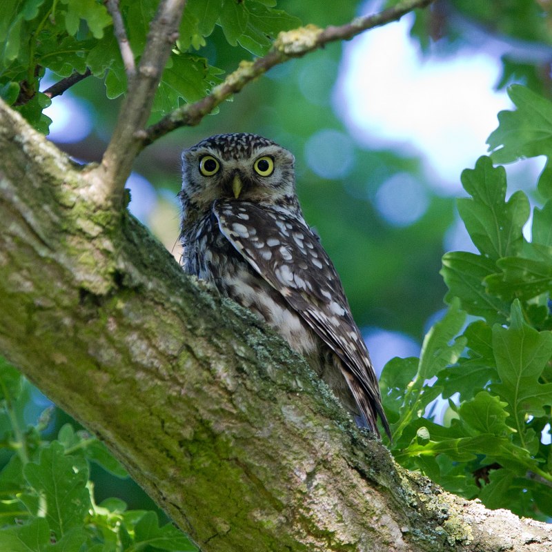 Кроличий Сыч Athene cunicularia