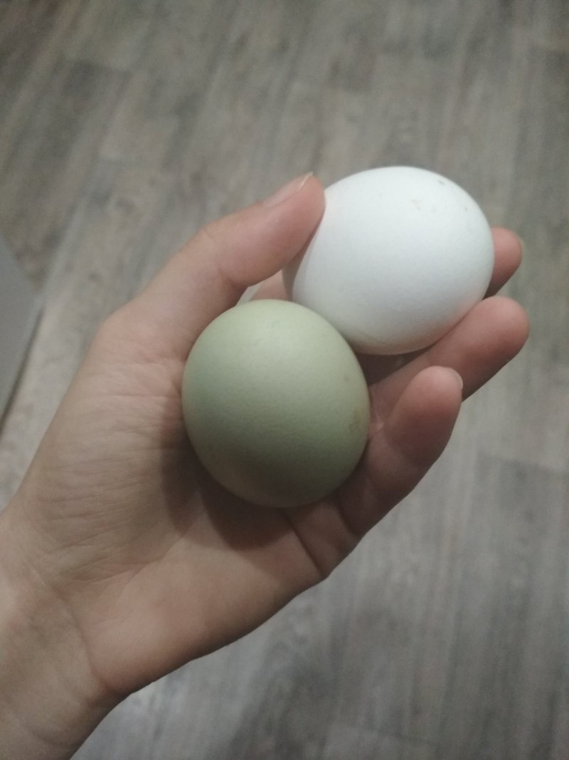 Разноцветные куриные яйца