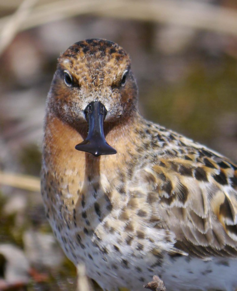 Лопатень – Eurynorhynchus Pygmeus