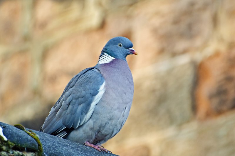 Серебристоспинный голубь Columba jouyi