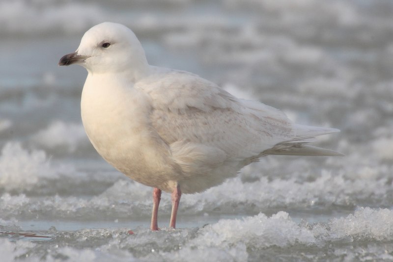 Полярная Чайка Larus Glaucoides