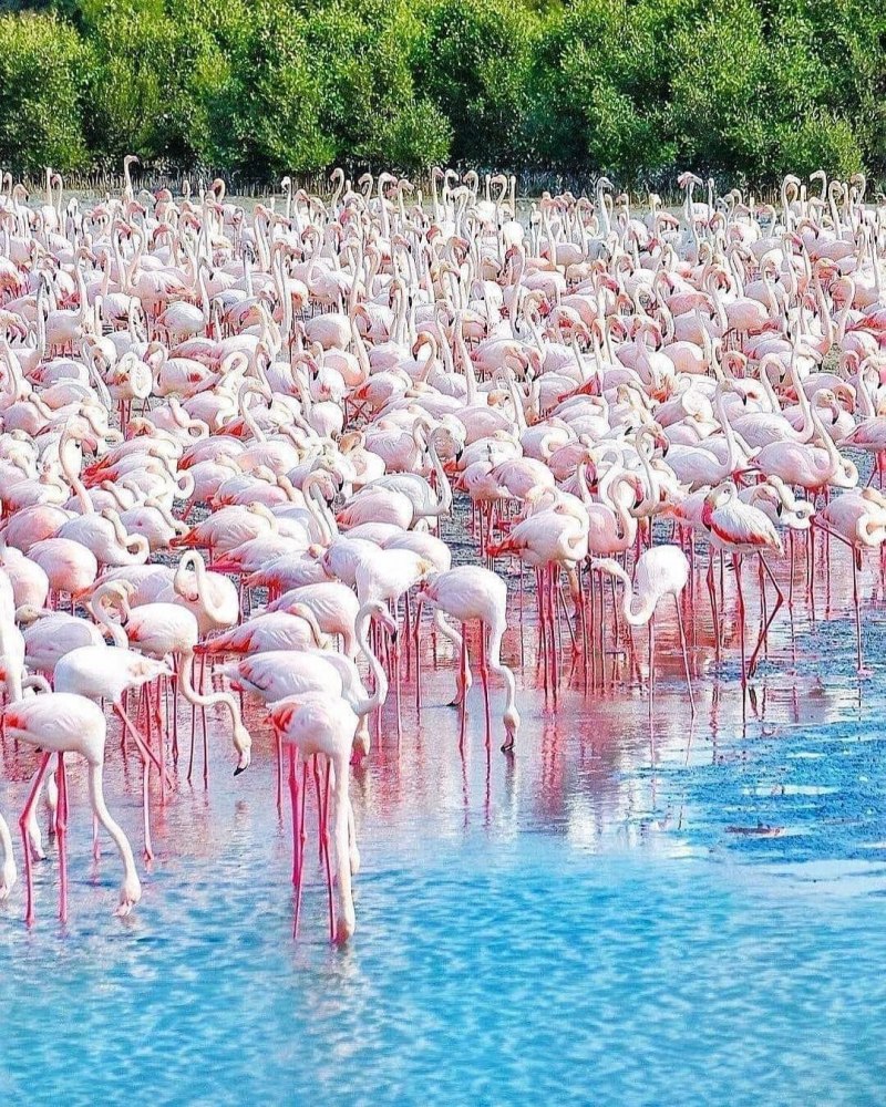 Розовый Фламинго Дубай