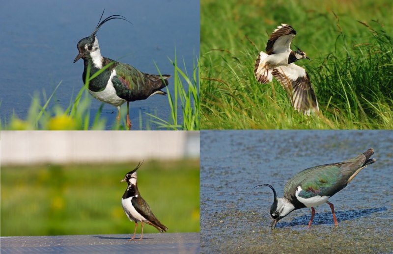 Northern Lapwing