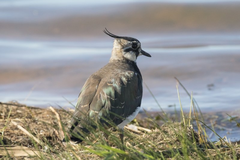 Чибис Vanellus Vanellus