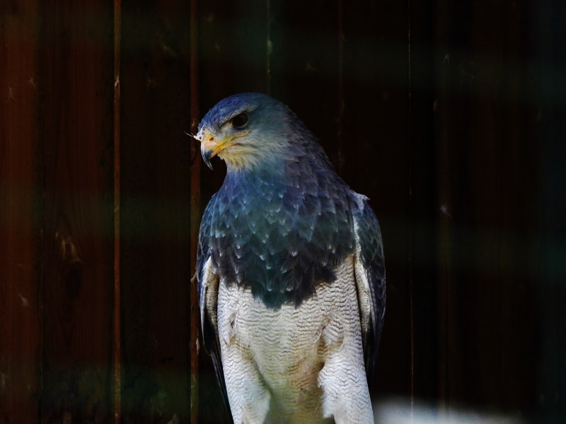 Canarian Bird Striped Wings