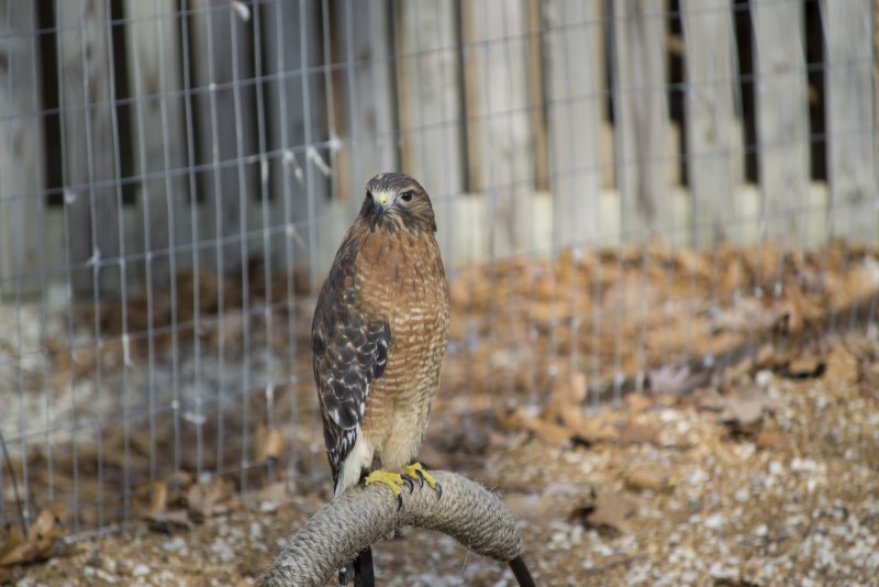 Buteo swainsoni