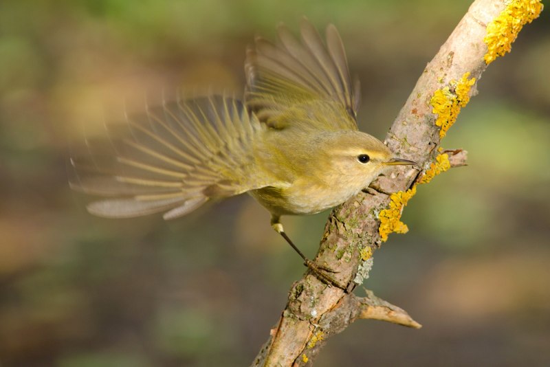 Среднеазиатская теньковка (Phylloscopus sindianus)