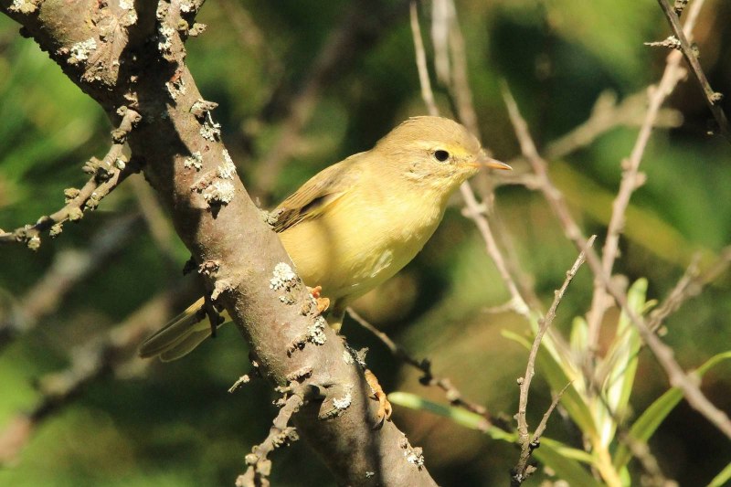 Пеночка-трещотка Phylloscopus sibilatrix
