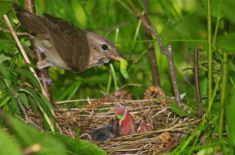 Сахалинская пеночка (Phylloscopus borealoides)