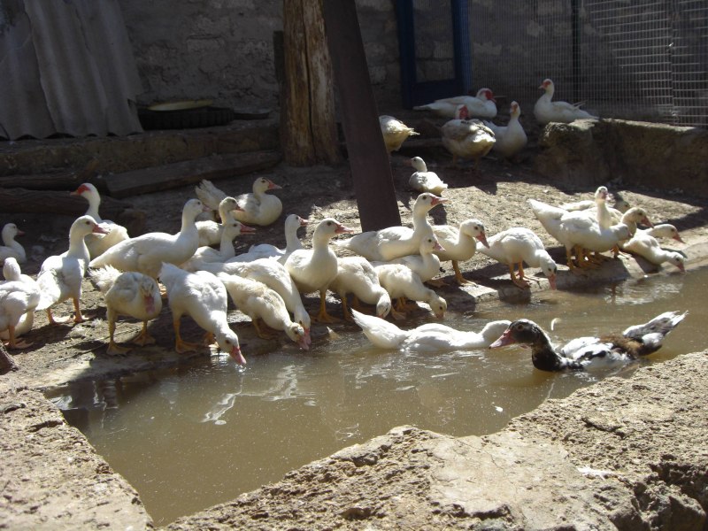 Водоем для уток
