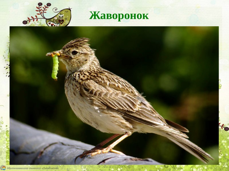 Полевой Жаворонок Зяблик