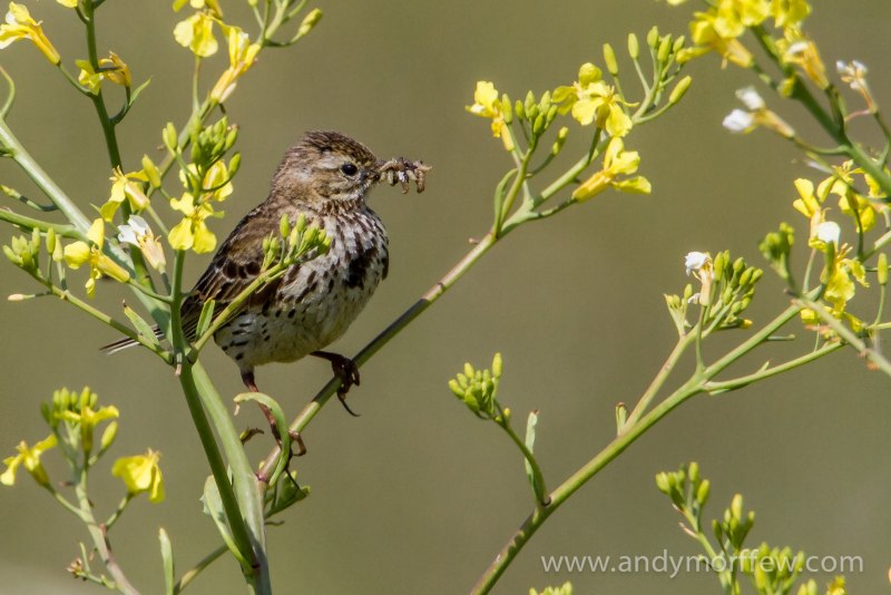 Skylark Bird