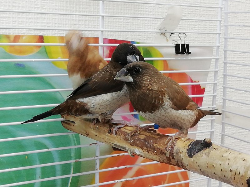 Японские амадины