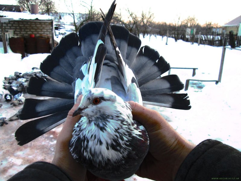 Николаевские голуби черные
