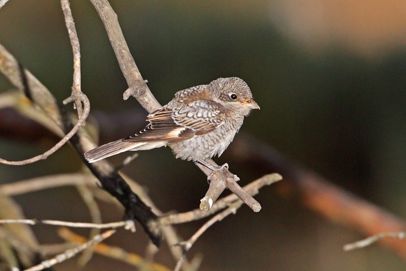 Garrulus glandarius