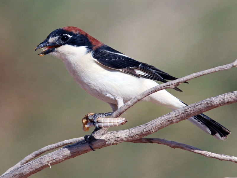Lanius Newtoni