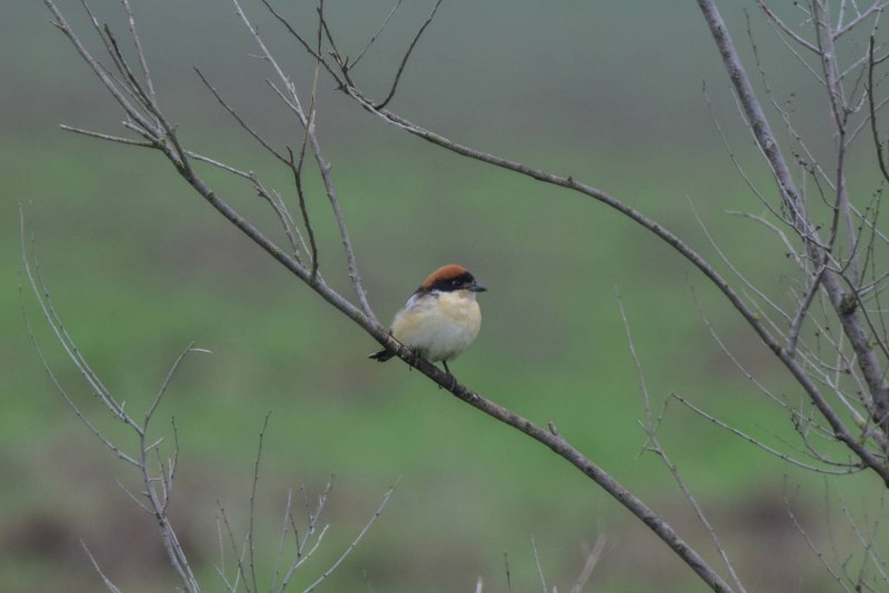 Lanius Minor juvenile
