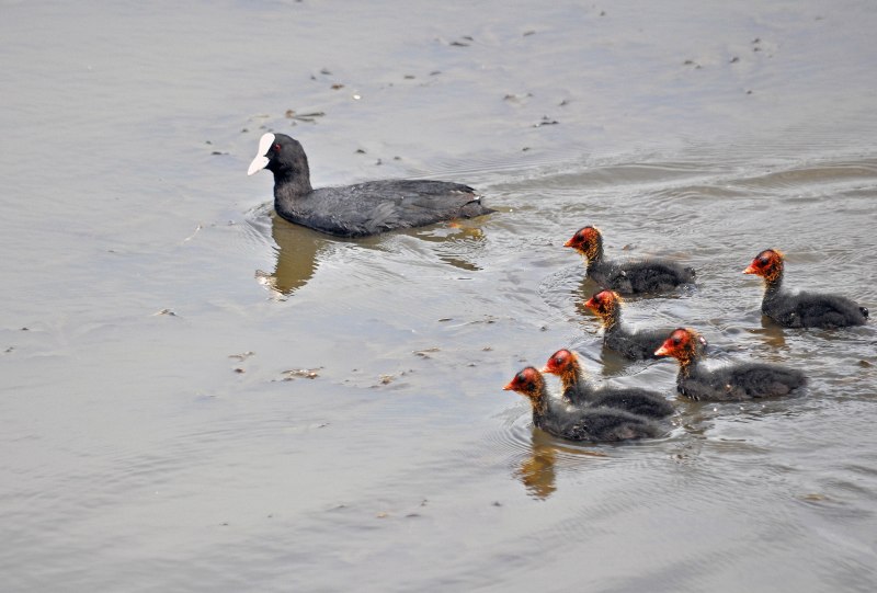Eurasian Coot