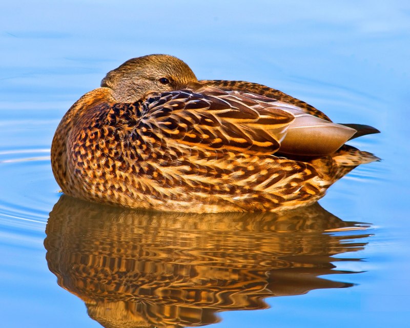 Sleeping Bird