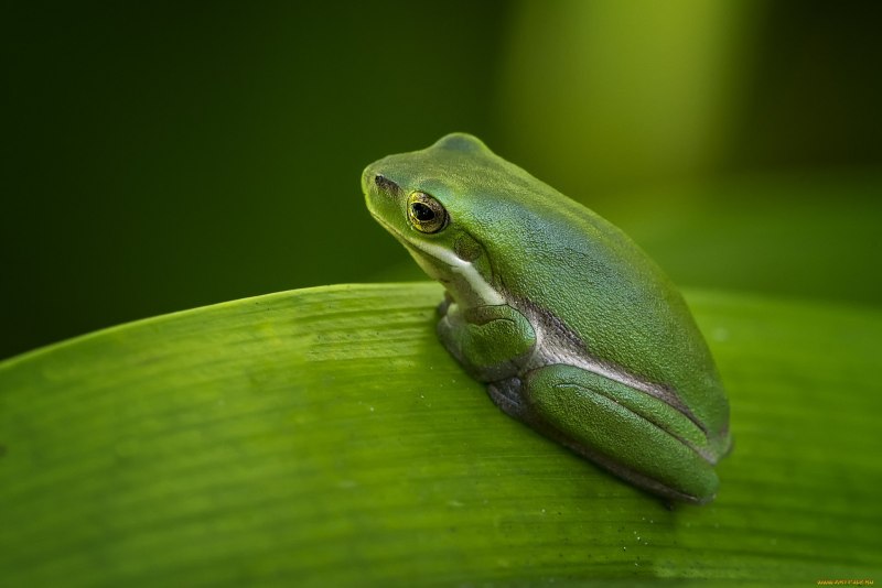 Квакш рода Litoria
