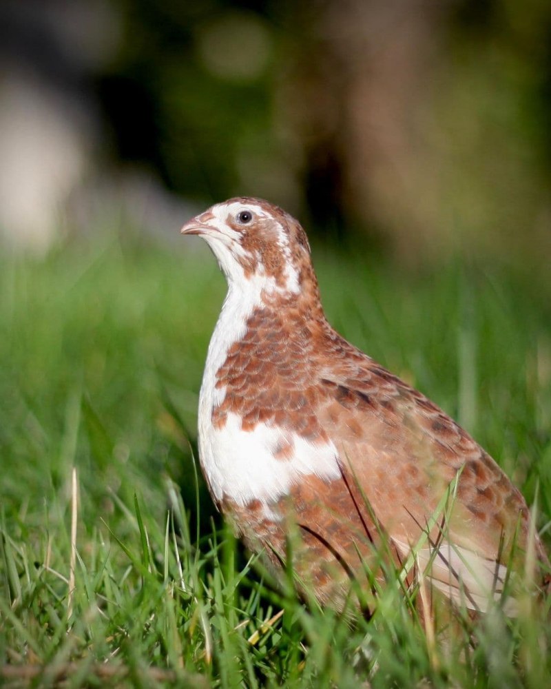 Callipepla squamata