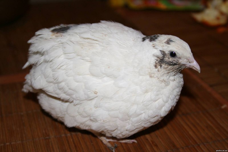 Калифорнийский перепел хуманизация
